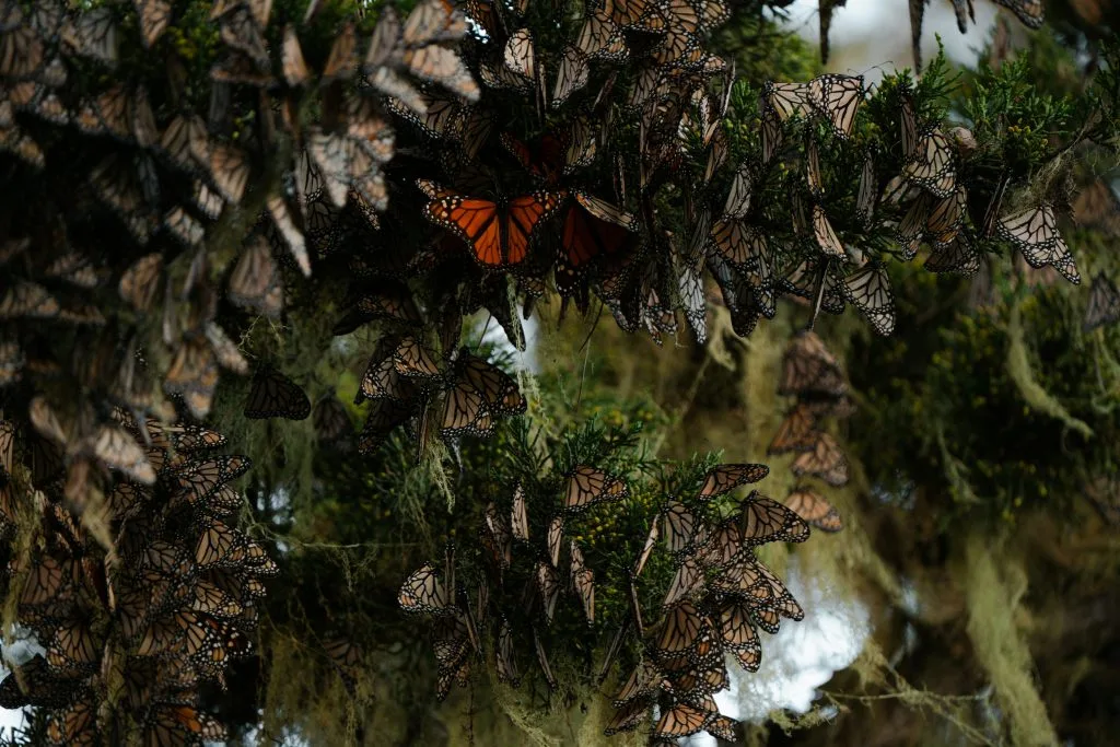 monarch butterflies image