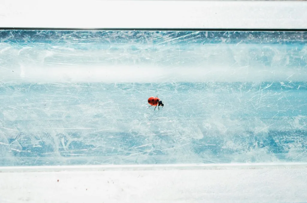 winter bugs image