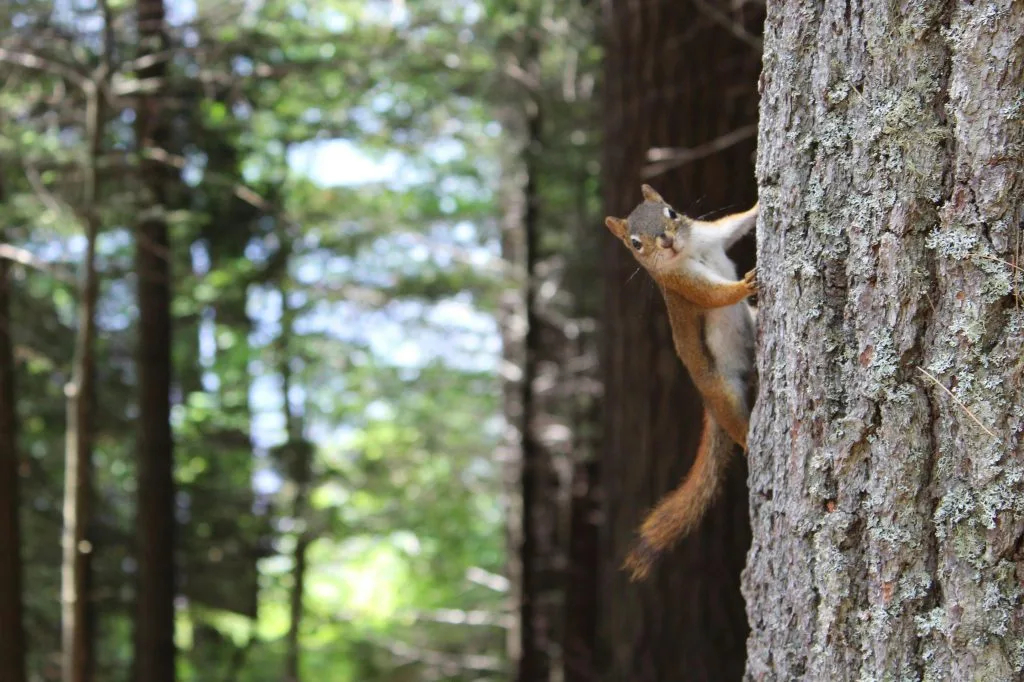 Squirrel foraging in nature