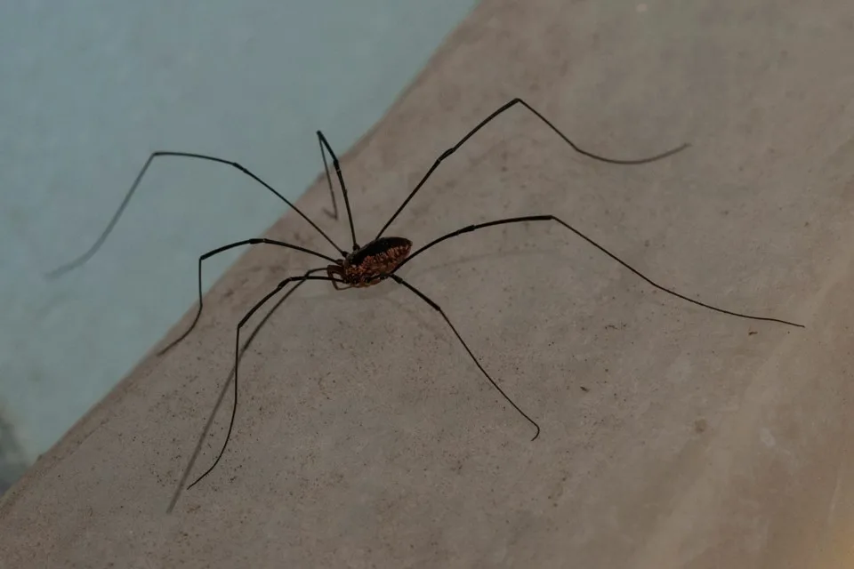 Harvestman arachnid, commonly known as daddy longlegs, on a wall in Longview, WA — Interstate Pest Management