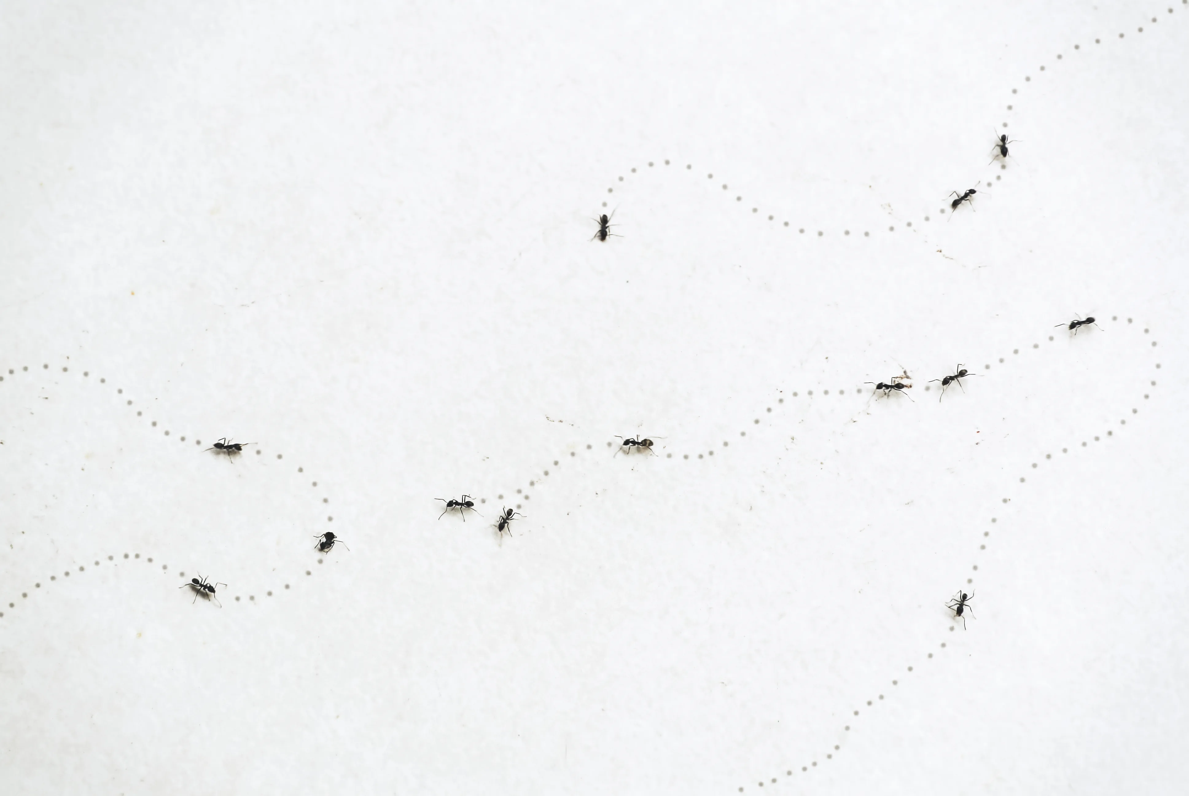 Odorous house ants trailing on white surface showing typical foraging behavior in Pacific Northwest home