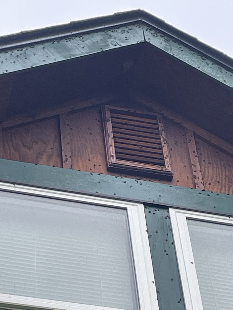 Box elder bugs covering a home's attic vent and roofline — a common entry point for overwintering insects in the Pacific Northwest