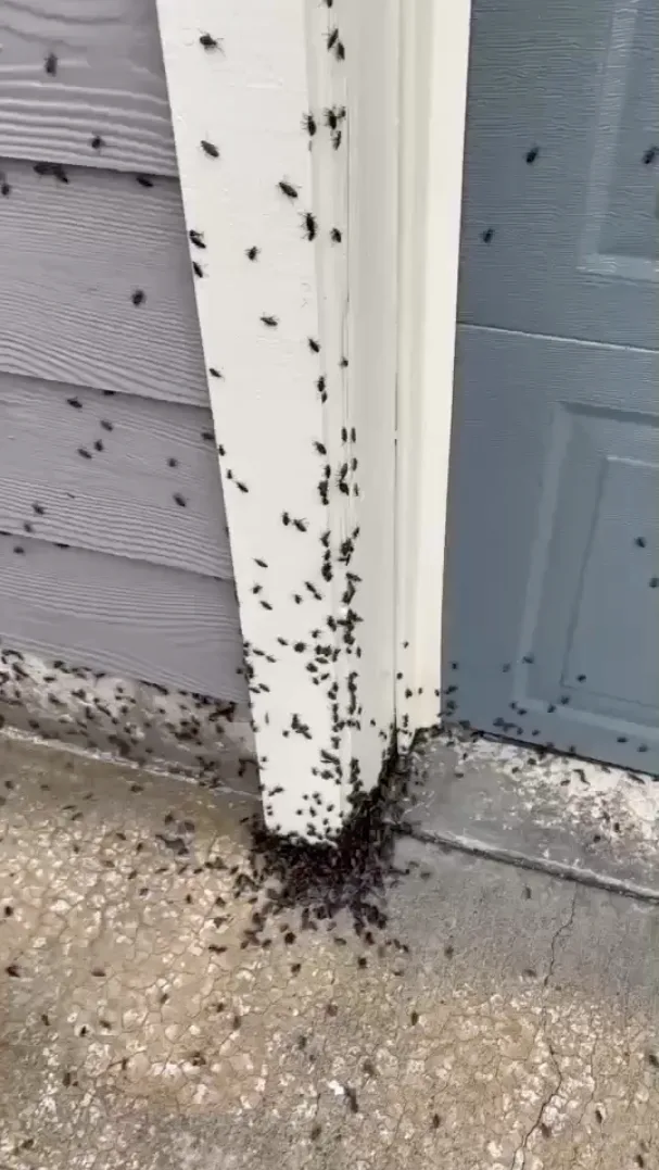 Box elder bugs clustering on a home's door frame and siding during spring emergence in the Pacific Northwest