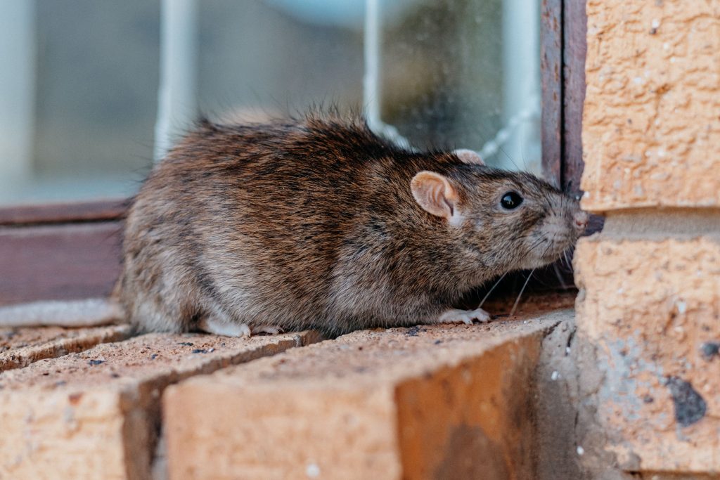 A rat probing a gap at a home's foundation and window frame — a common rodent entry point in Pacific Northwest homes