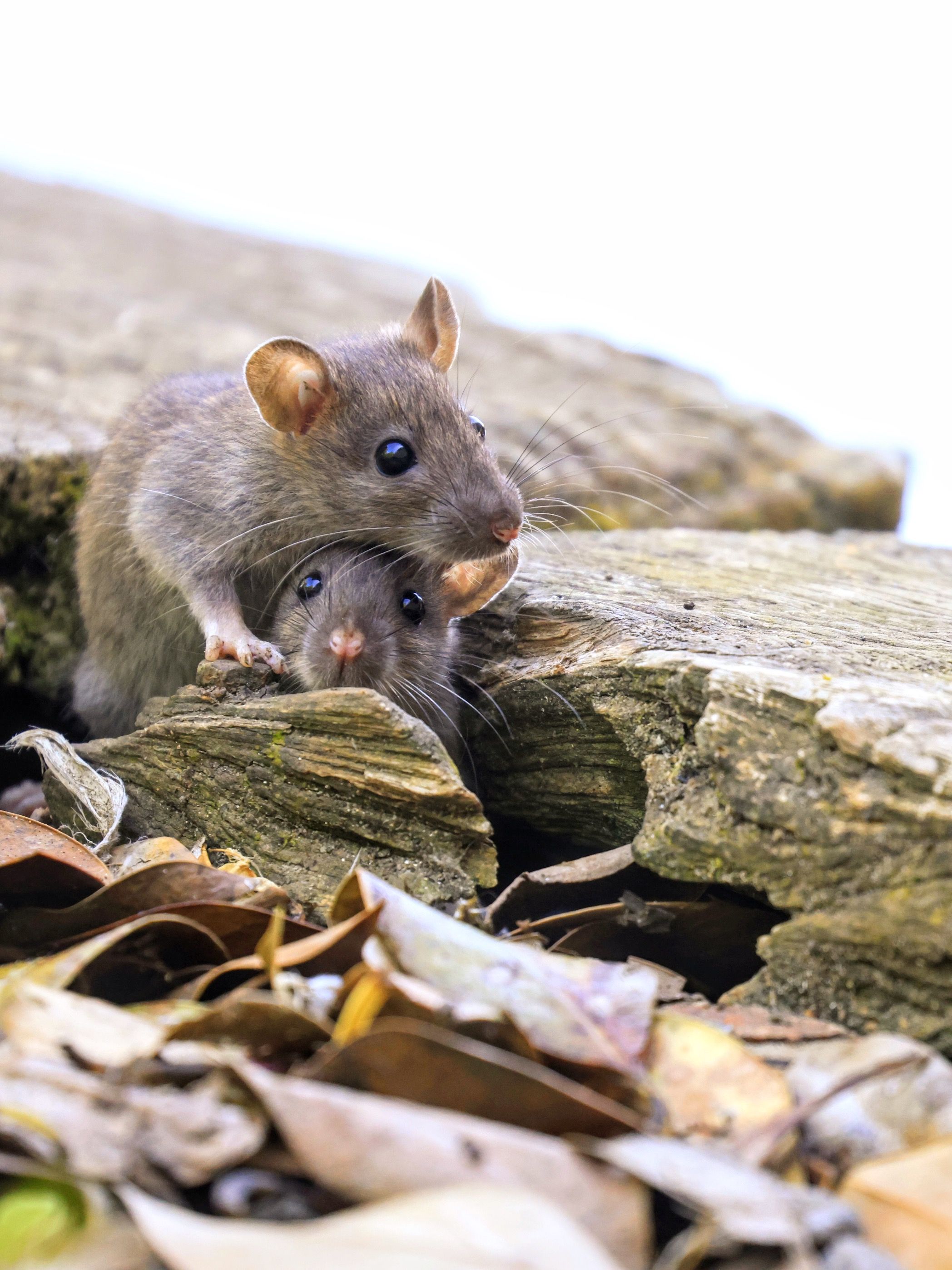 Two wild mice in a wooded setting, similar to deer mice found on rural properties in outer Lacey, Tumwater, and Boston Harbor