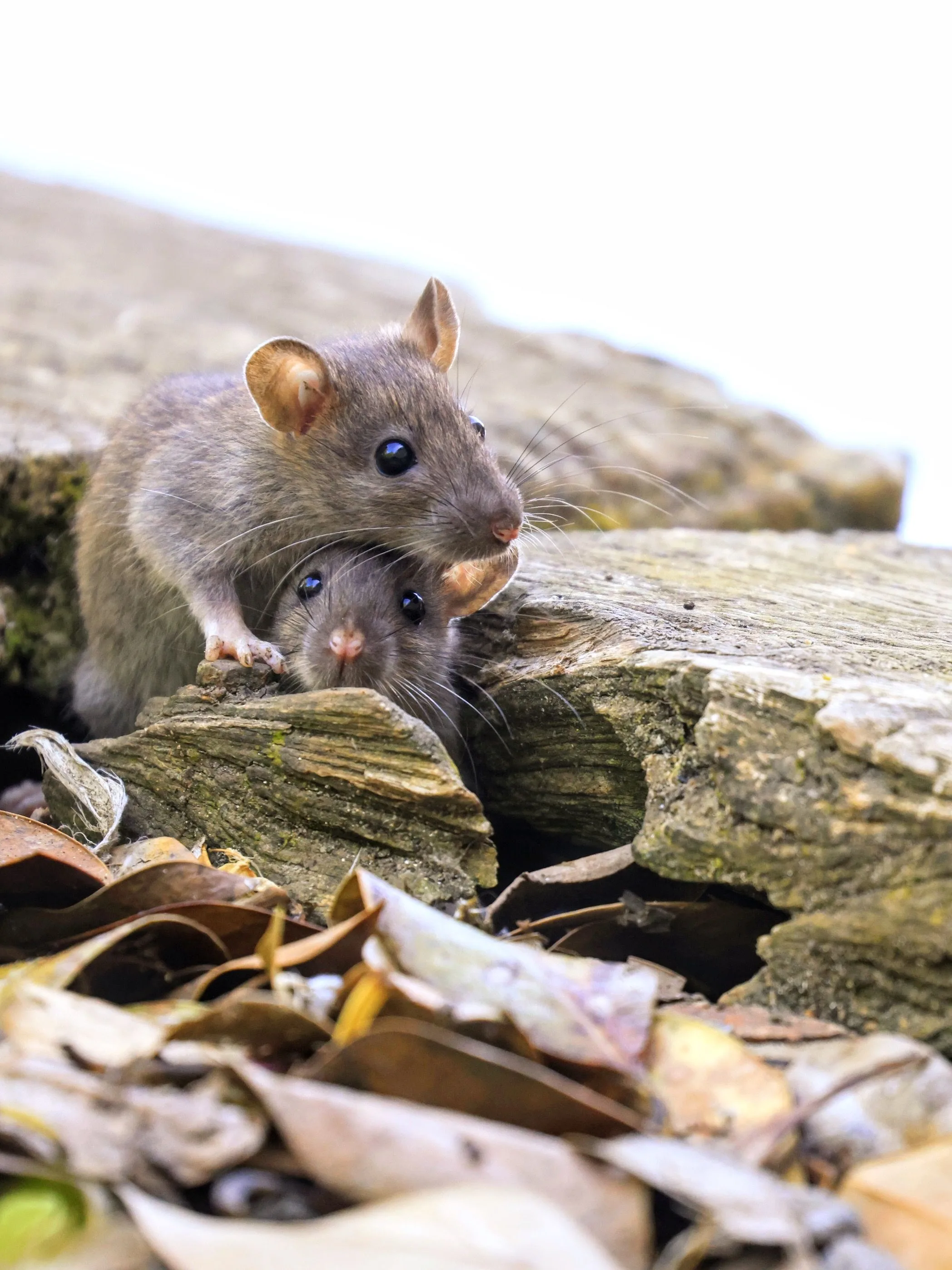Two wild deer mice in a wooded setting, similar to those found in outer Battle Ground, Washougal, and Salmon Creek area properties in Clark County