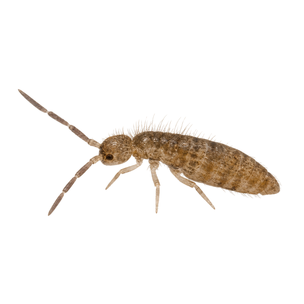 Close-up of a springtail insect - a tiny gray jumping bug common in damp areas of Pacific Northwest homes in Oregon and Washington