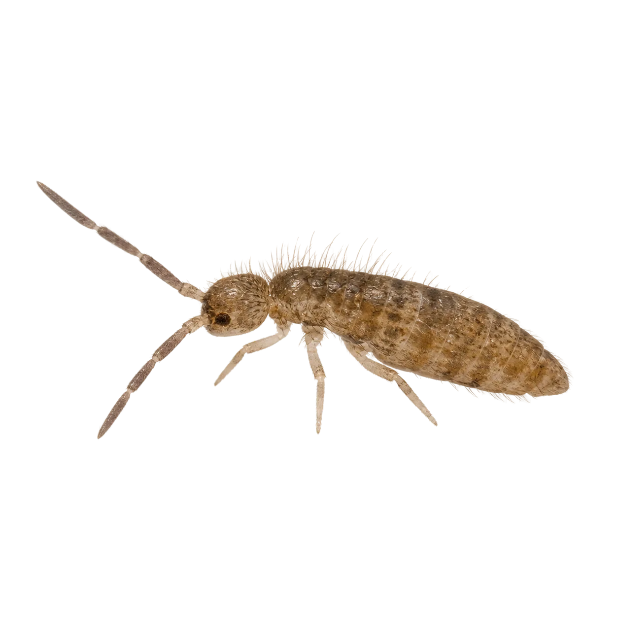 Close-up of a springtail insect - a tiny gray jumping bug common in damp areas of Pacific Northwest homes in Oregon and Washington