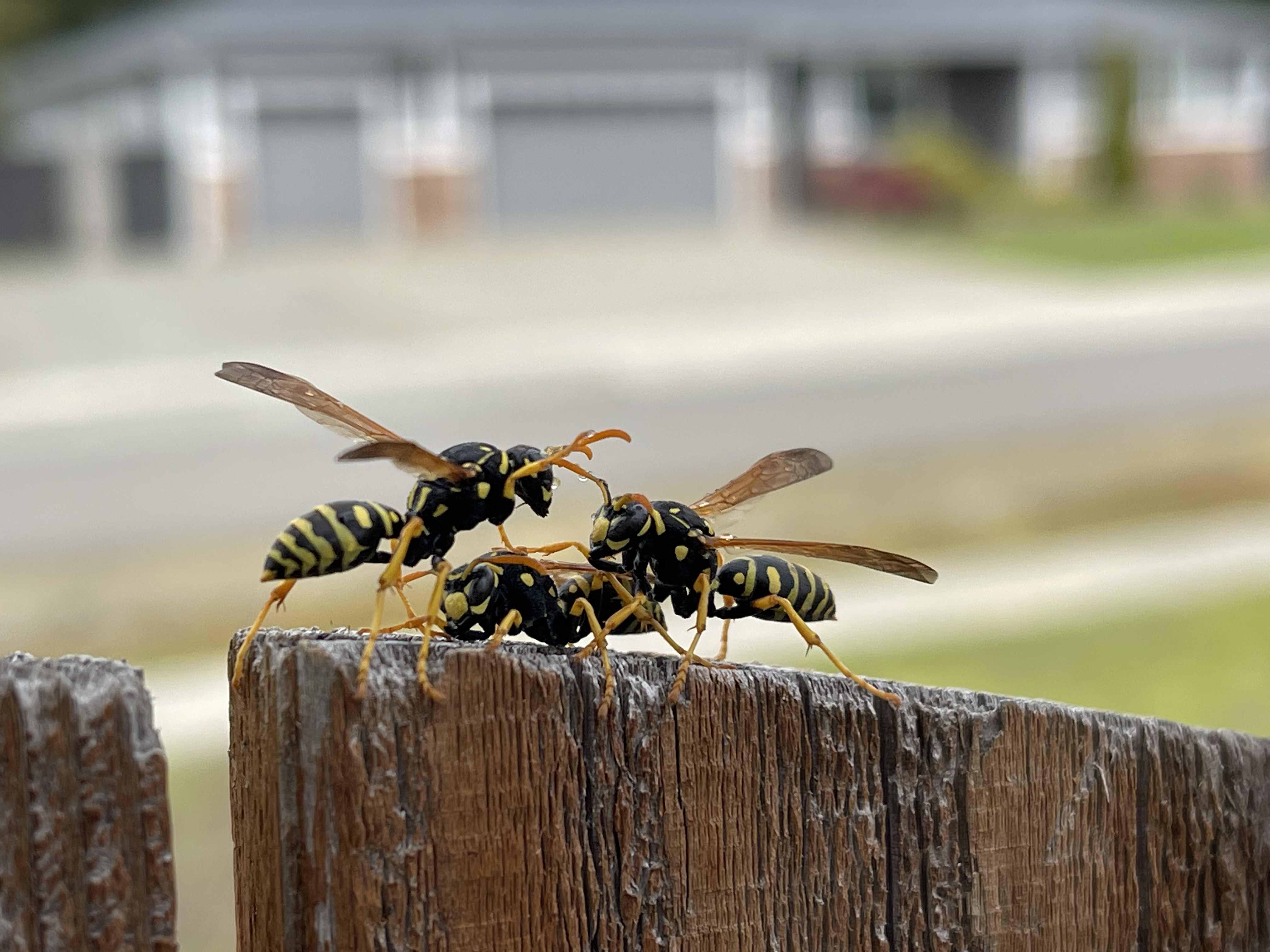 Close-up of a hornet on its nest - one of the stinging insects active across the Pacific Northwest during warm, dry summers
