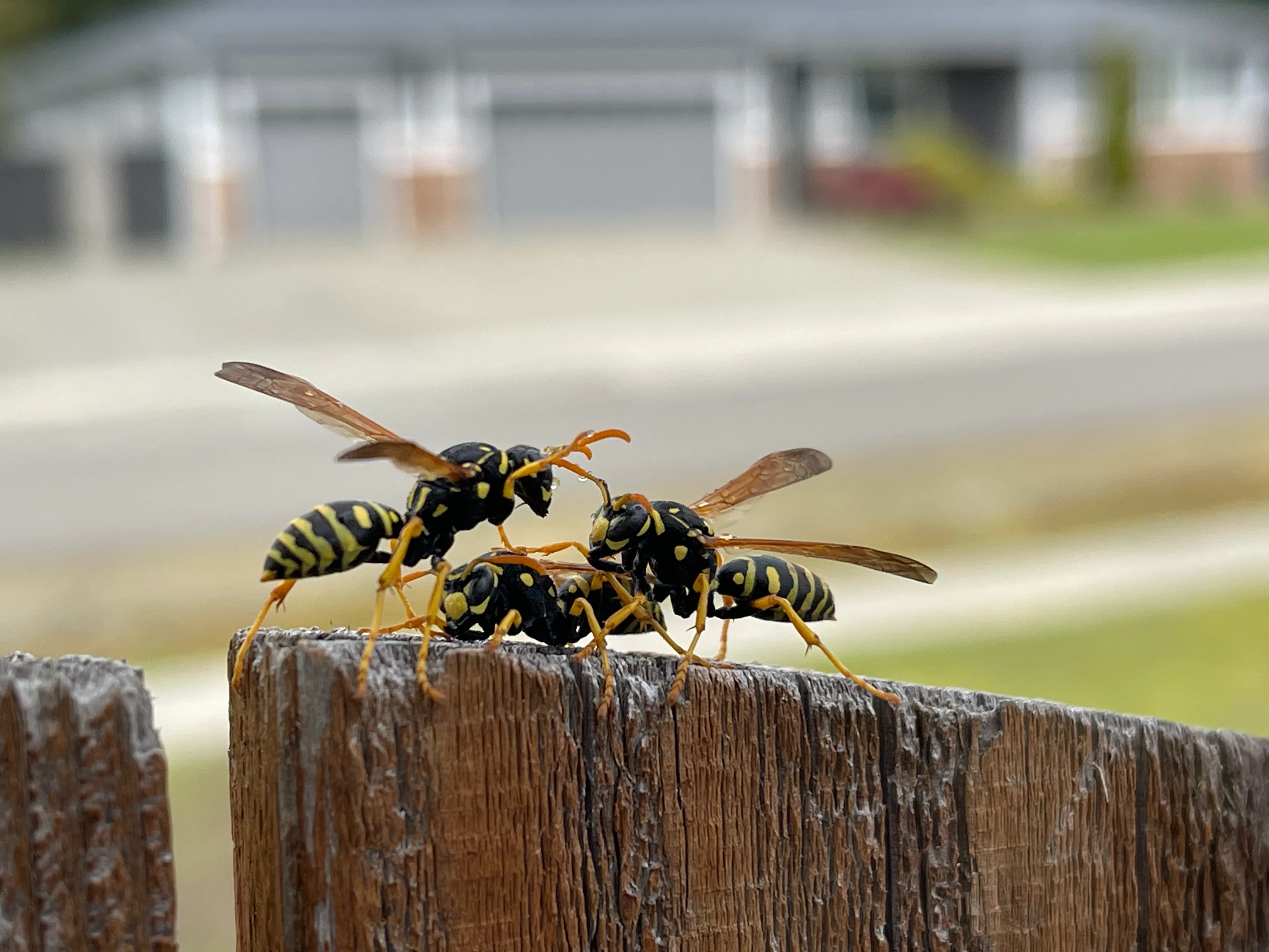 Hornets