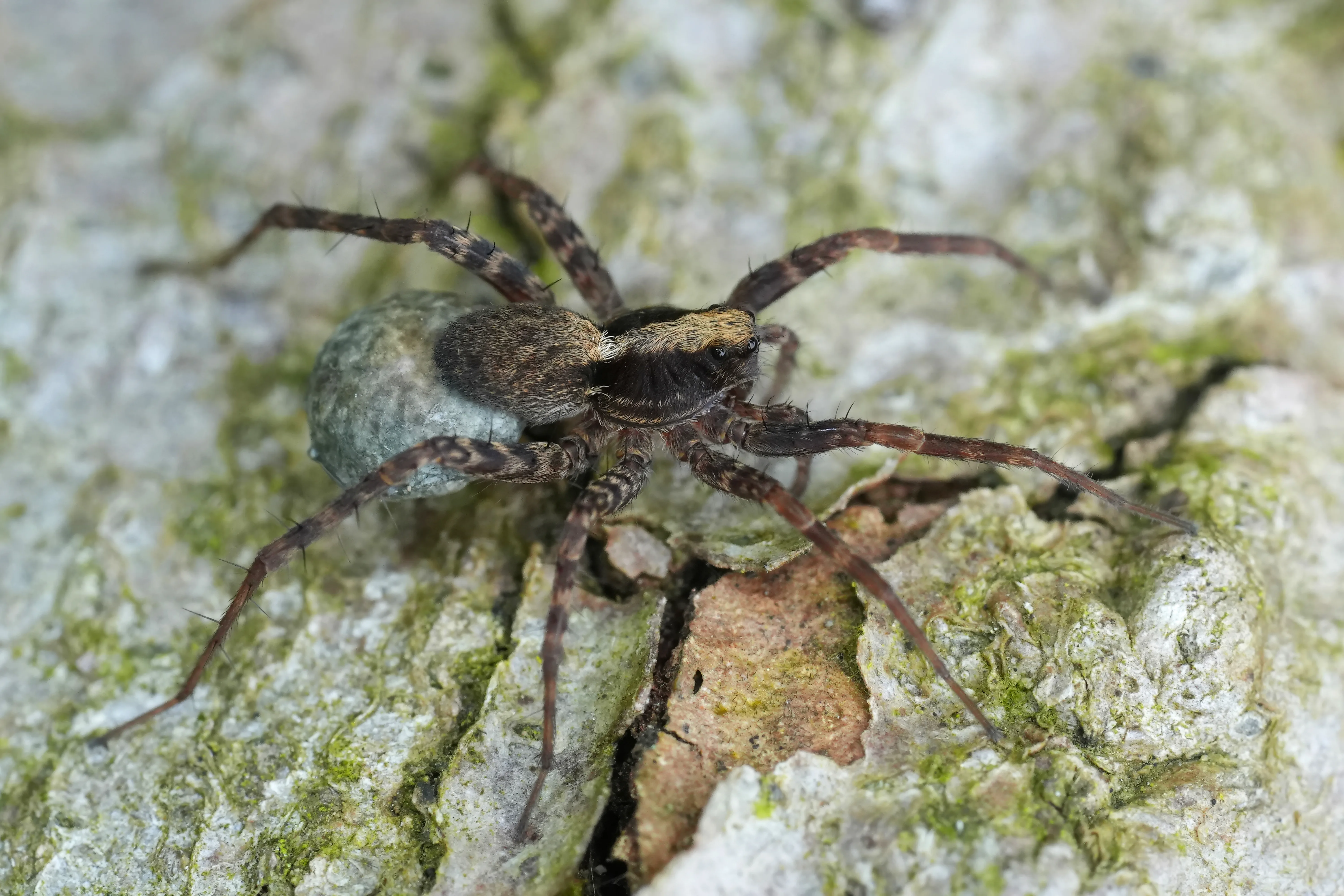 Spider carrying eggs on its back
