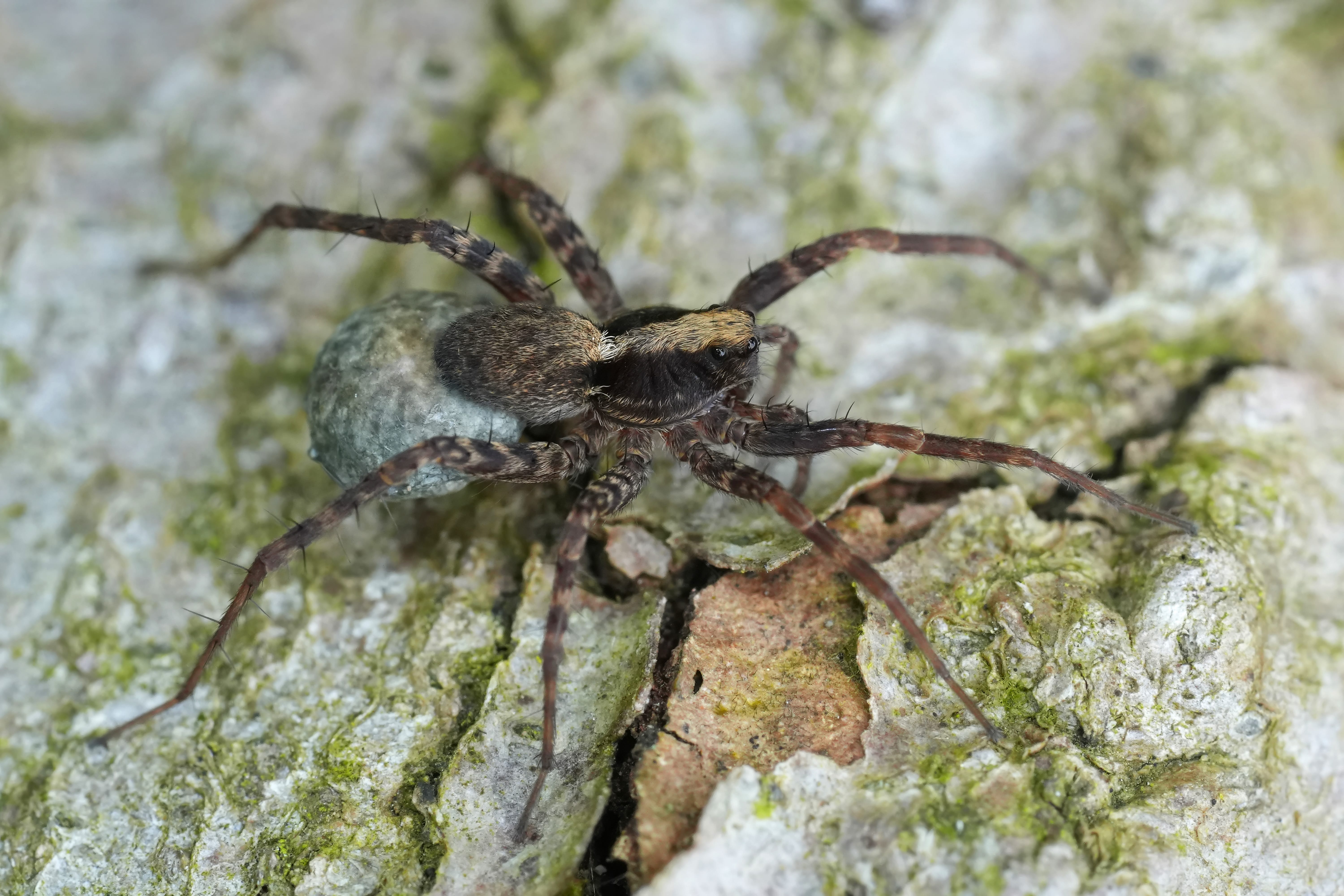 Wolf Spider (family Lycosidae) close-up showing hairy grey-brown body, long legs, and the distinctive arrangement of eight eyes