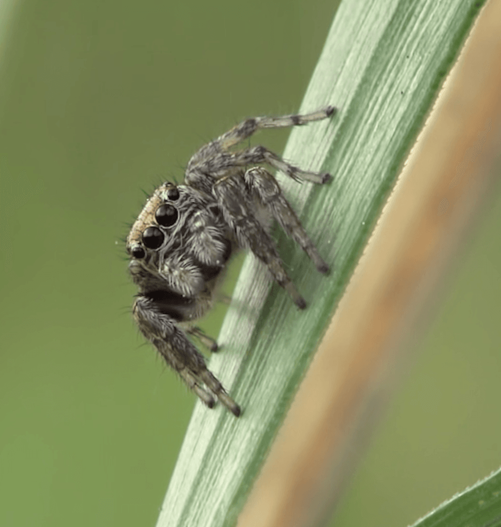 Jumping spider close-up showing large forward-facing eyes — common curious spider in PNW homes
