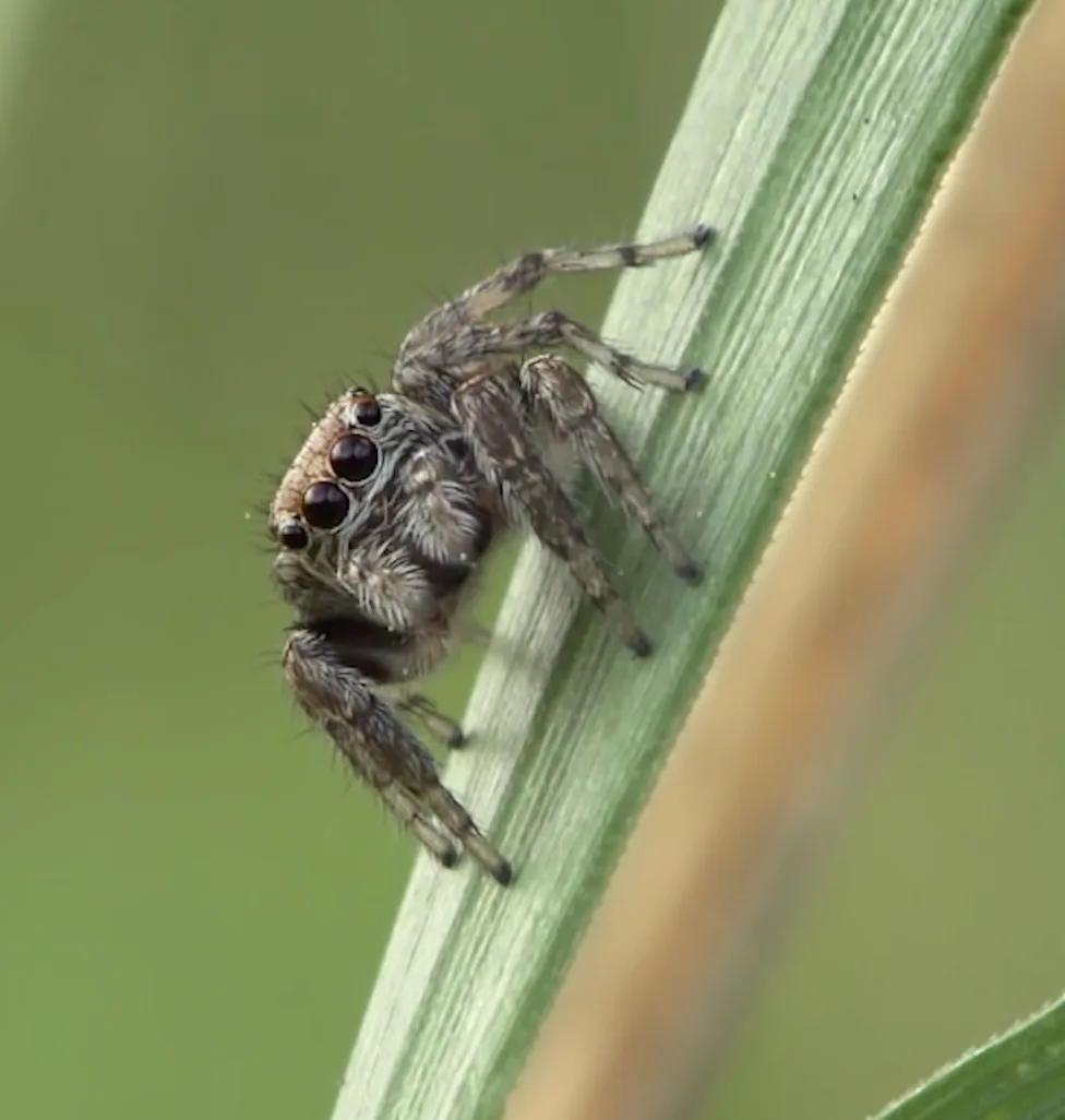 Jumping spider close-up showing large forward-facing eyes — common curious spider in PNW homes