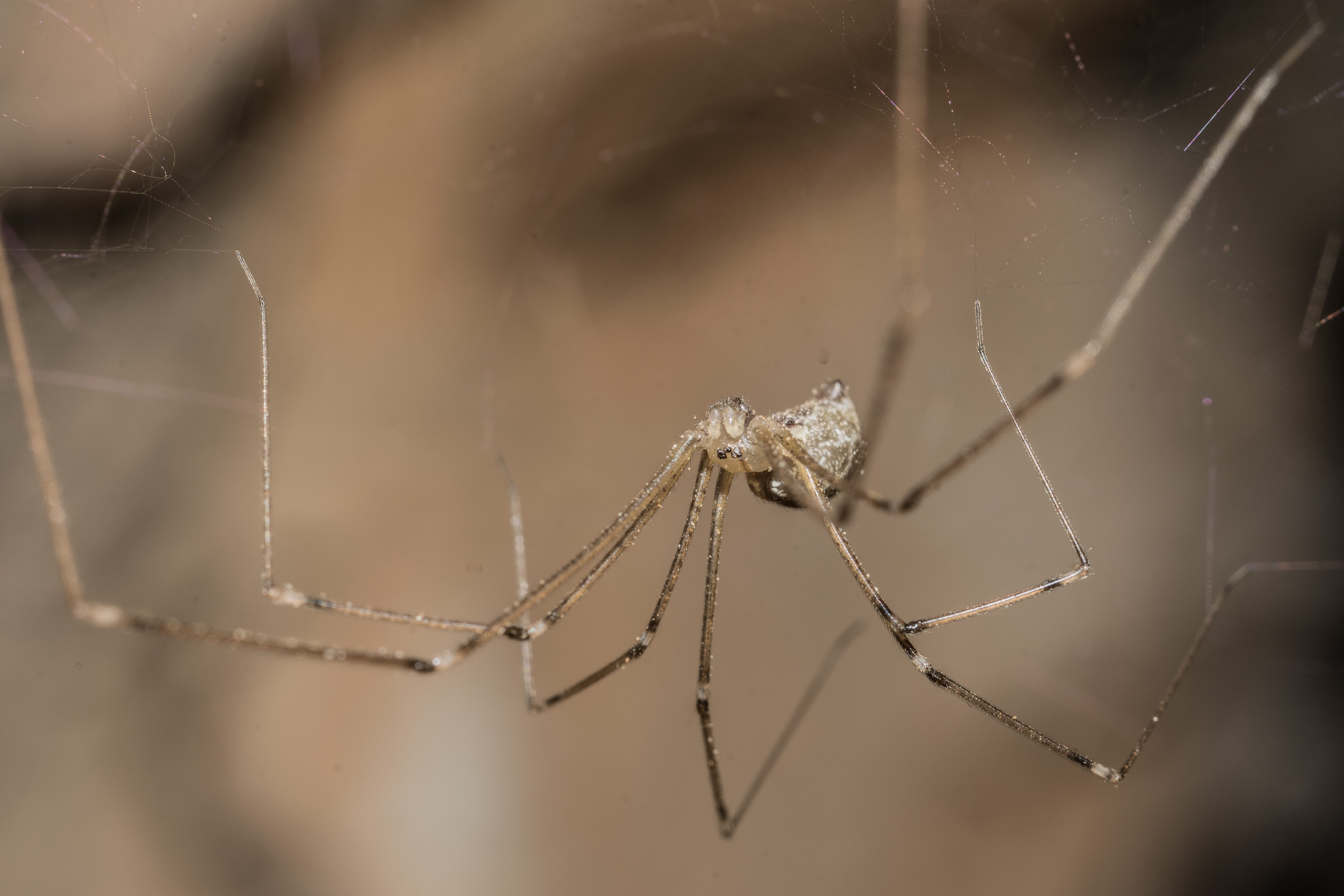 Cellar Spider (family Pholcidae) hanging upside-down in a corner web, showing tiny body and extremely long thin legs