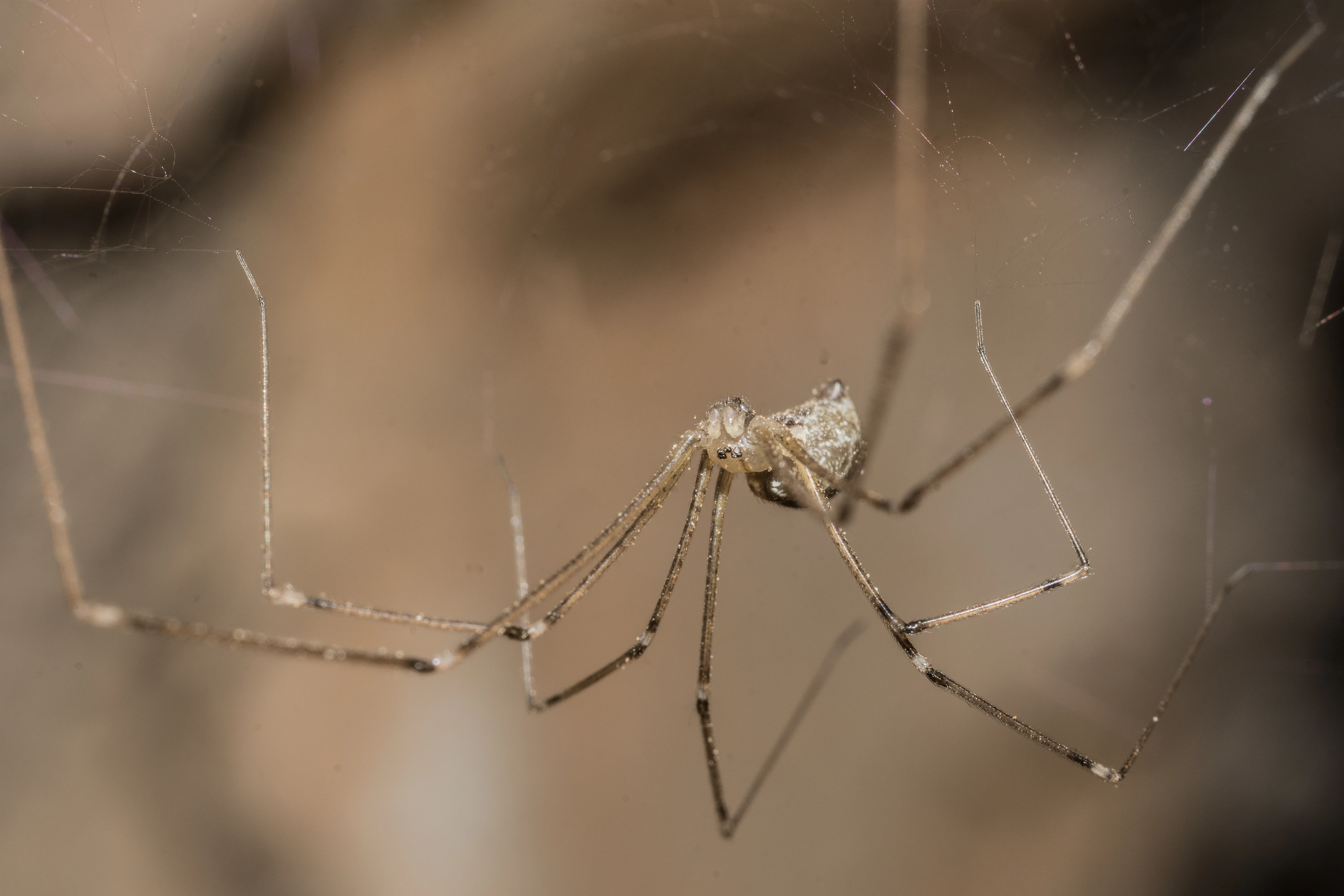 Cellar Spider (family Pholcidae) hanging upside-down in a corner web, showing tiny body and extremely long thin legs
