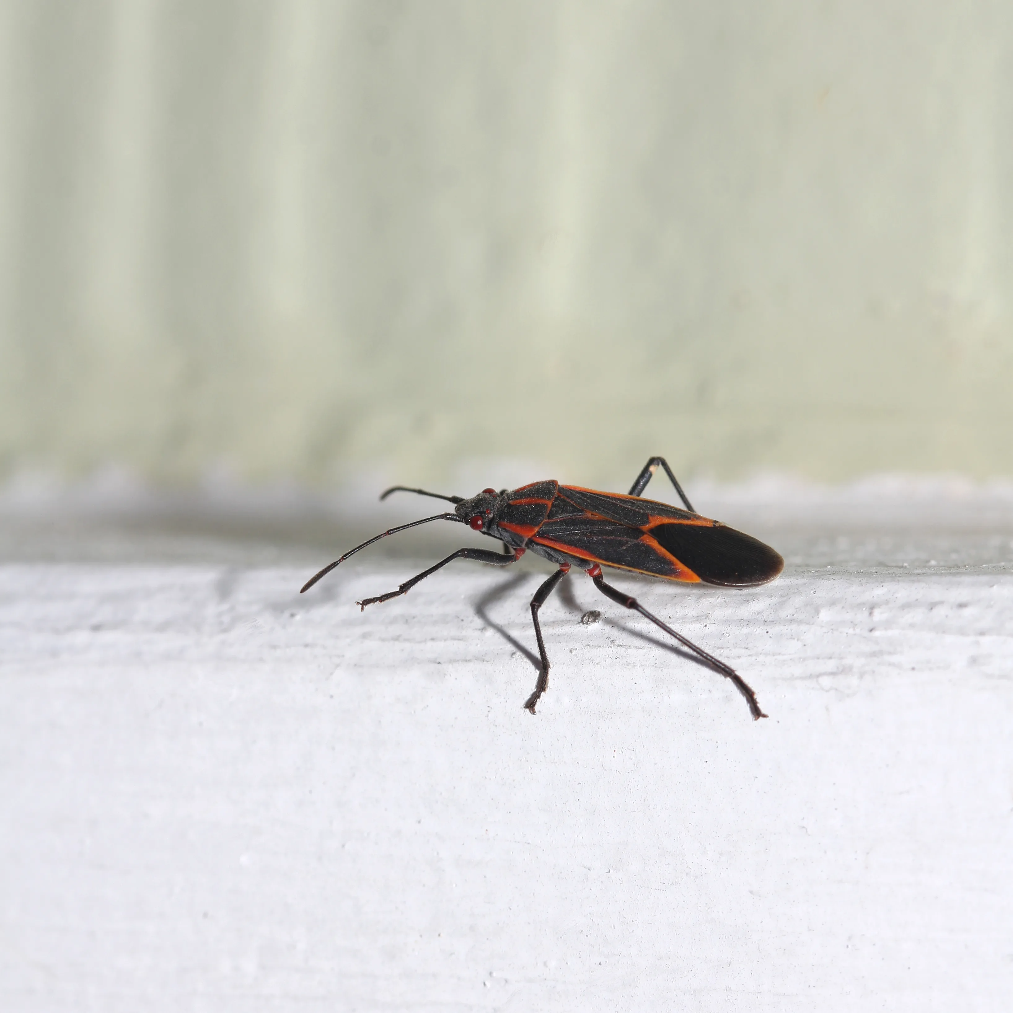 Box Elder Bug crawling on an exterior piece of trim at Interstate Pest Management