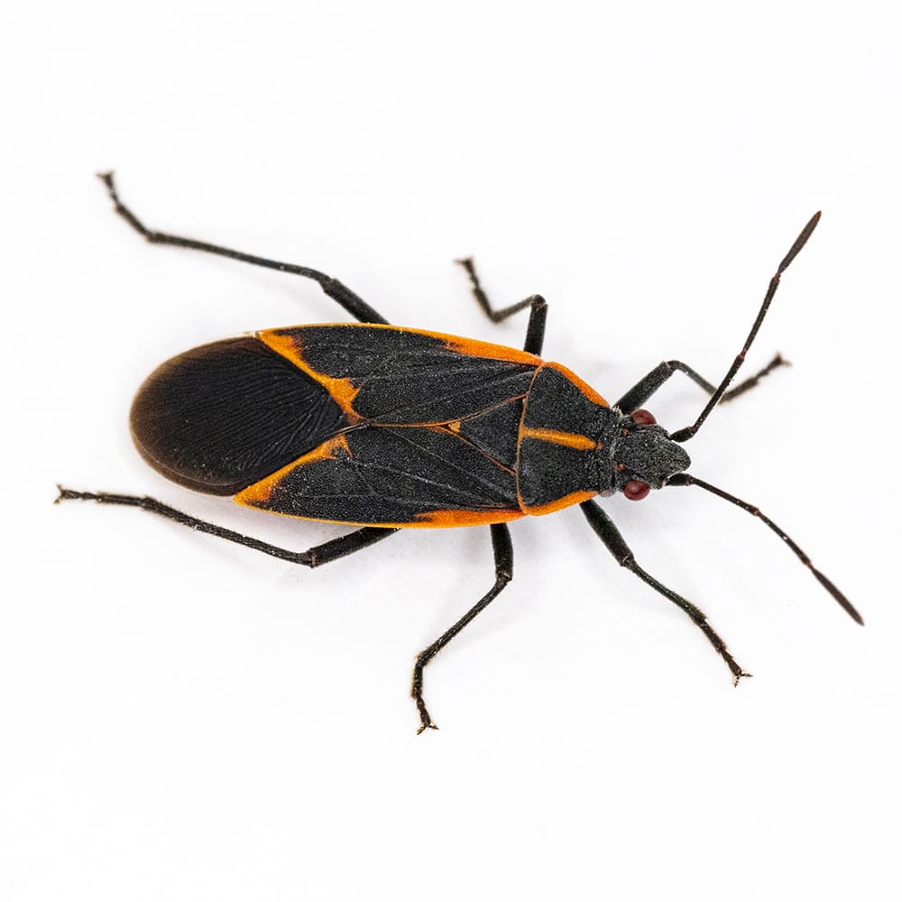 Boxelder bugs — black and orange fall wall-clustering pests