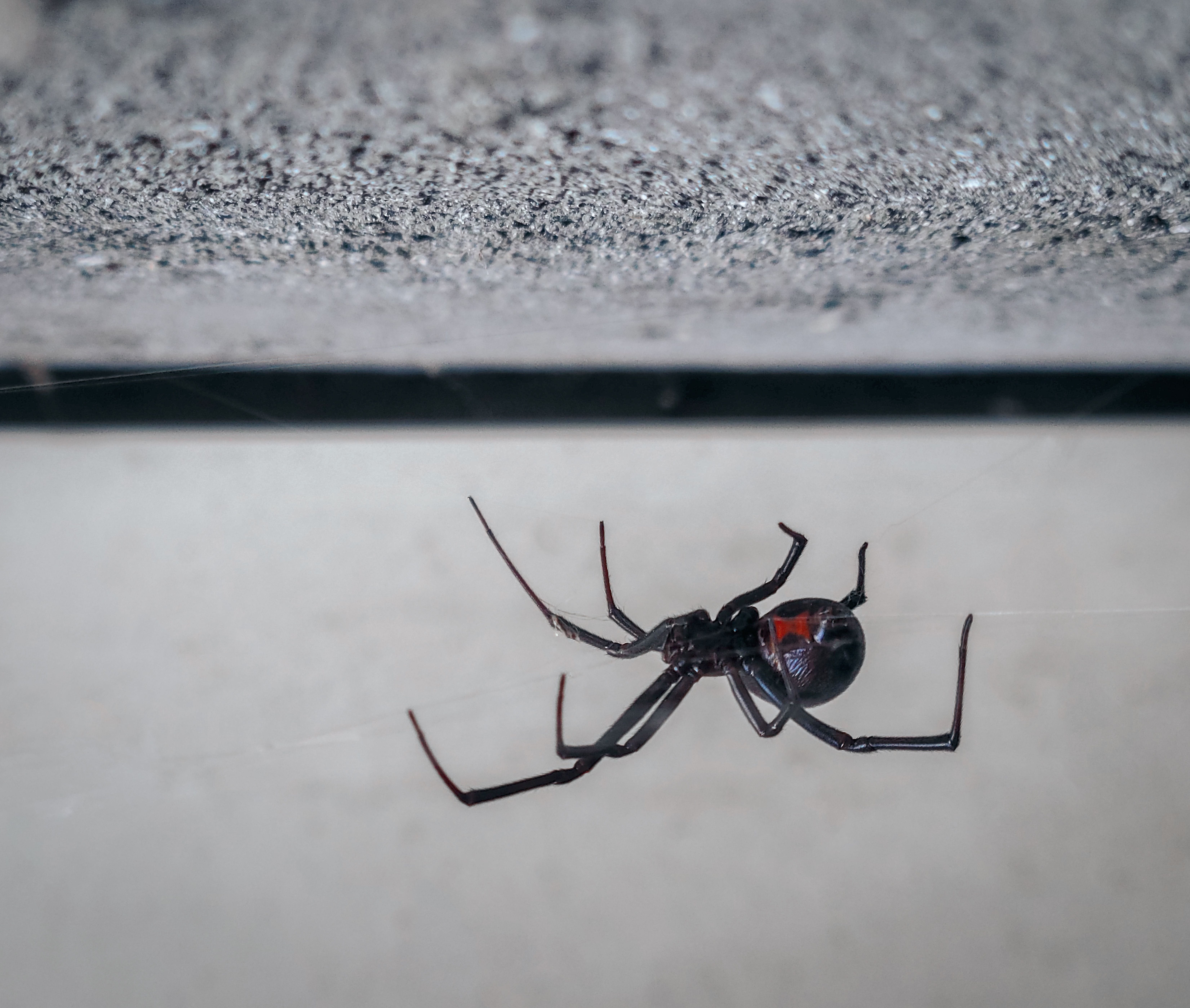 Western Black Widow (Latrodectus hesperus) close-up showing the shiny black body and distinctive red hourglass marking, the only medically significant spider in Oregon and Washington