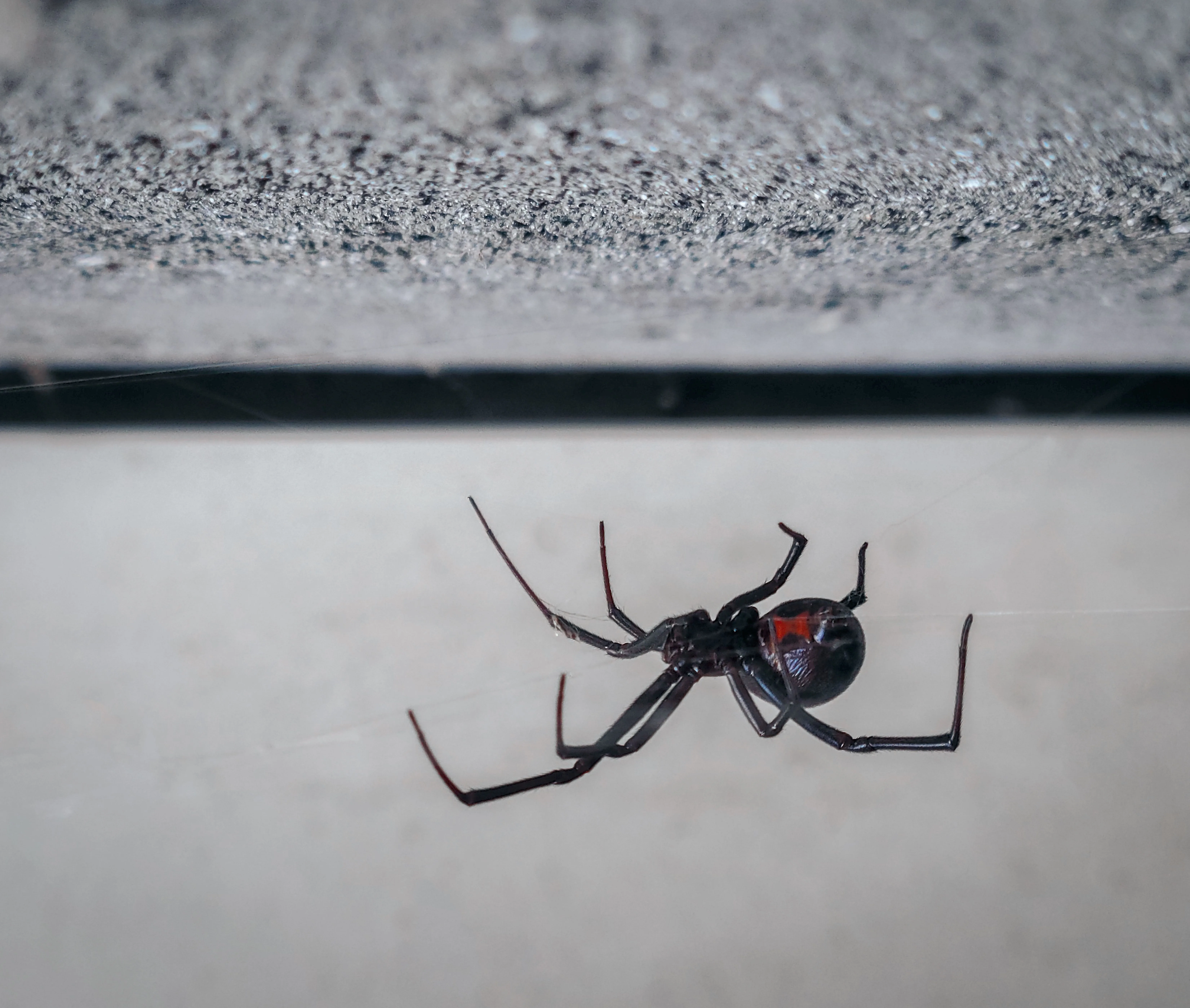 Western Black Widow (Latrodectus hesperus) close-up showing the shiny black body and distinctive red hourglass marking, the only medically significant spider in Oregon and Washington
