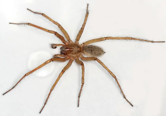 Hobo Spider (Eratigena agrestis) close-up showing the brown body with distinctive herringbone abdomen pattern, common in Oregon and Washington basements and crawl spaces