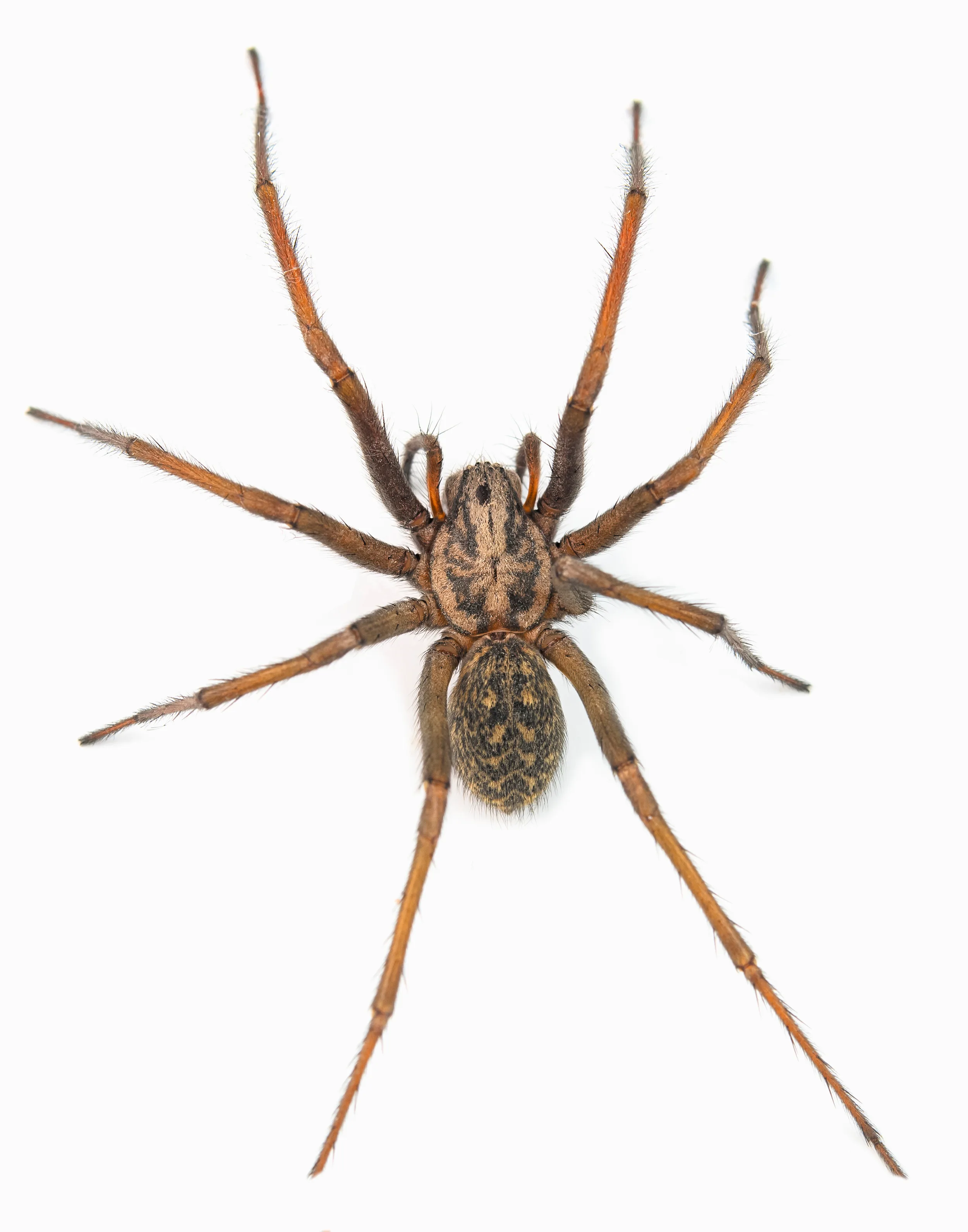 Giant House Spider (Eratigena atrica) close-up showing the large brown body and long legs, common in Pacific Northwest homes