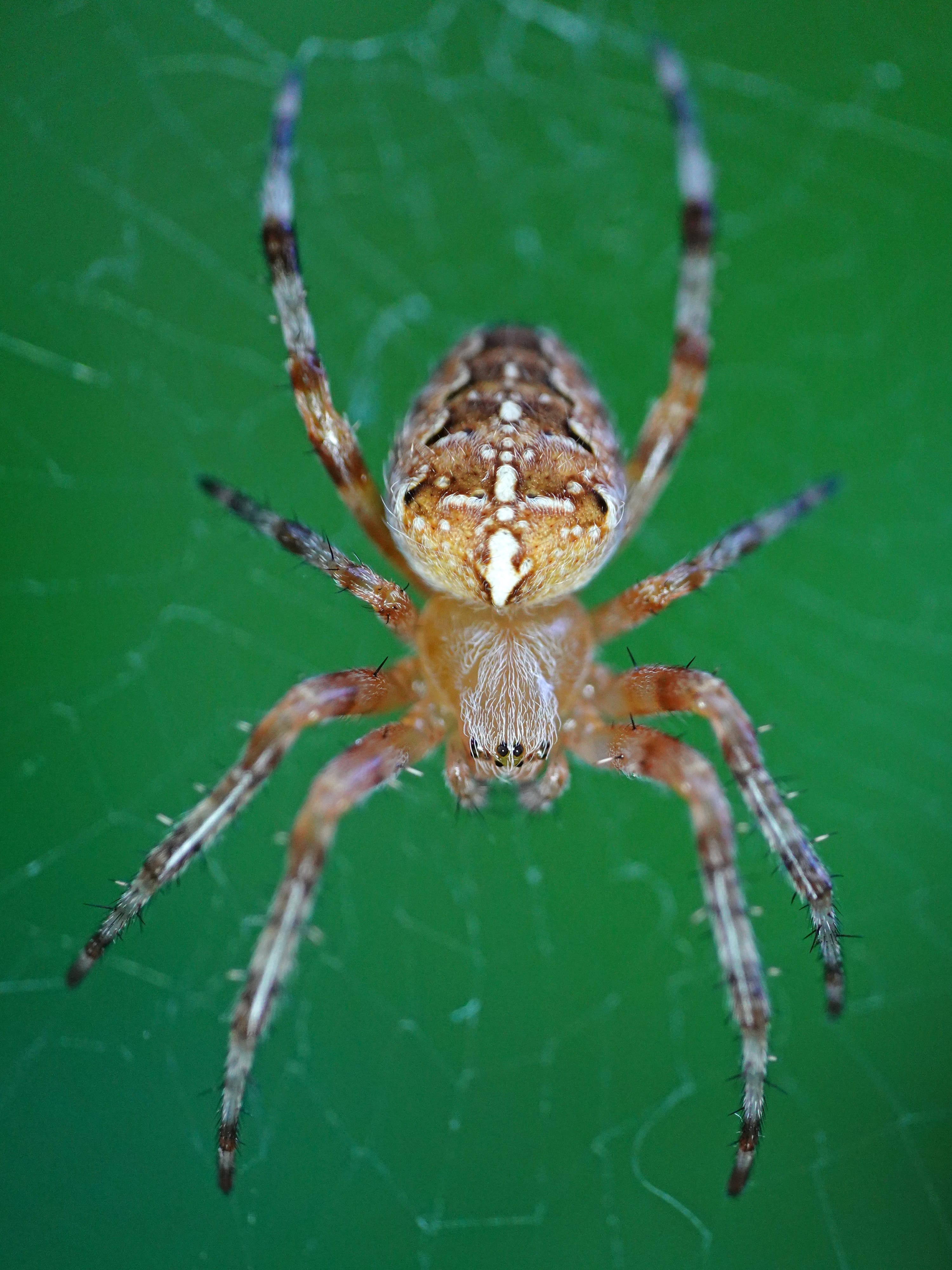 Cross Orb Weaver (Araneus diadematus) on its wheel-shaped web, showing the white cross-shaped pattern on the abdomen