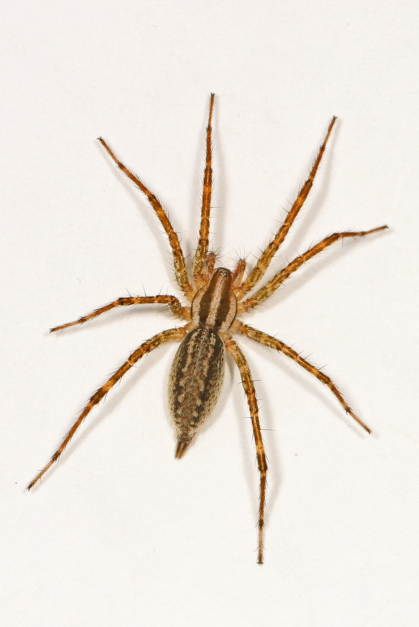 Grass spider on its funnel web — Pacific Northwest lawn spider often confused with hobo spiders