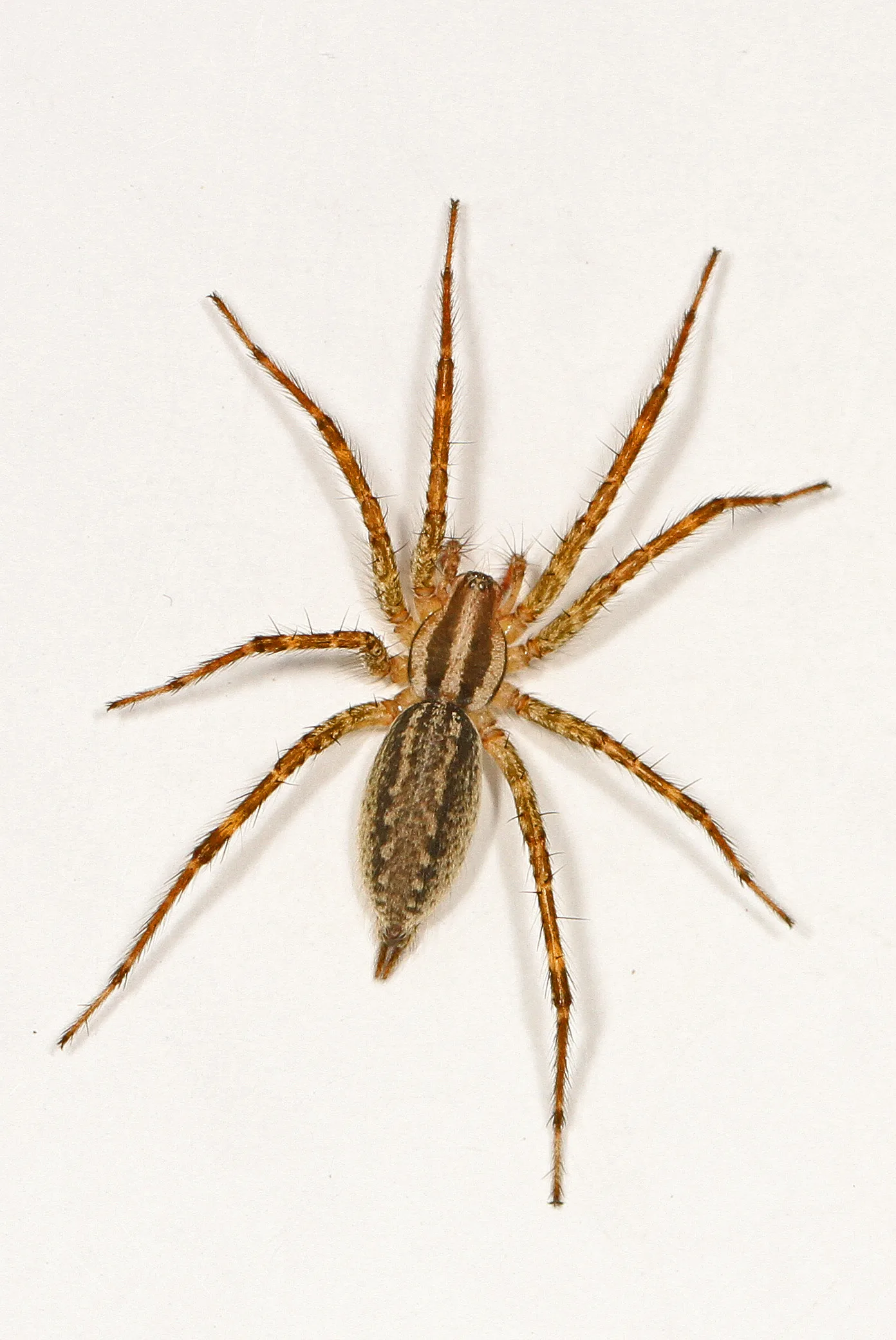 Grass spider on its funnel web — Pacific Northwest lawn spider often confused with hobo spiders