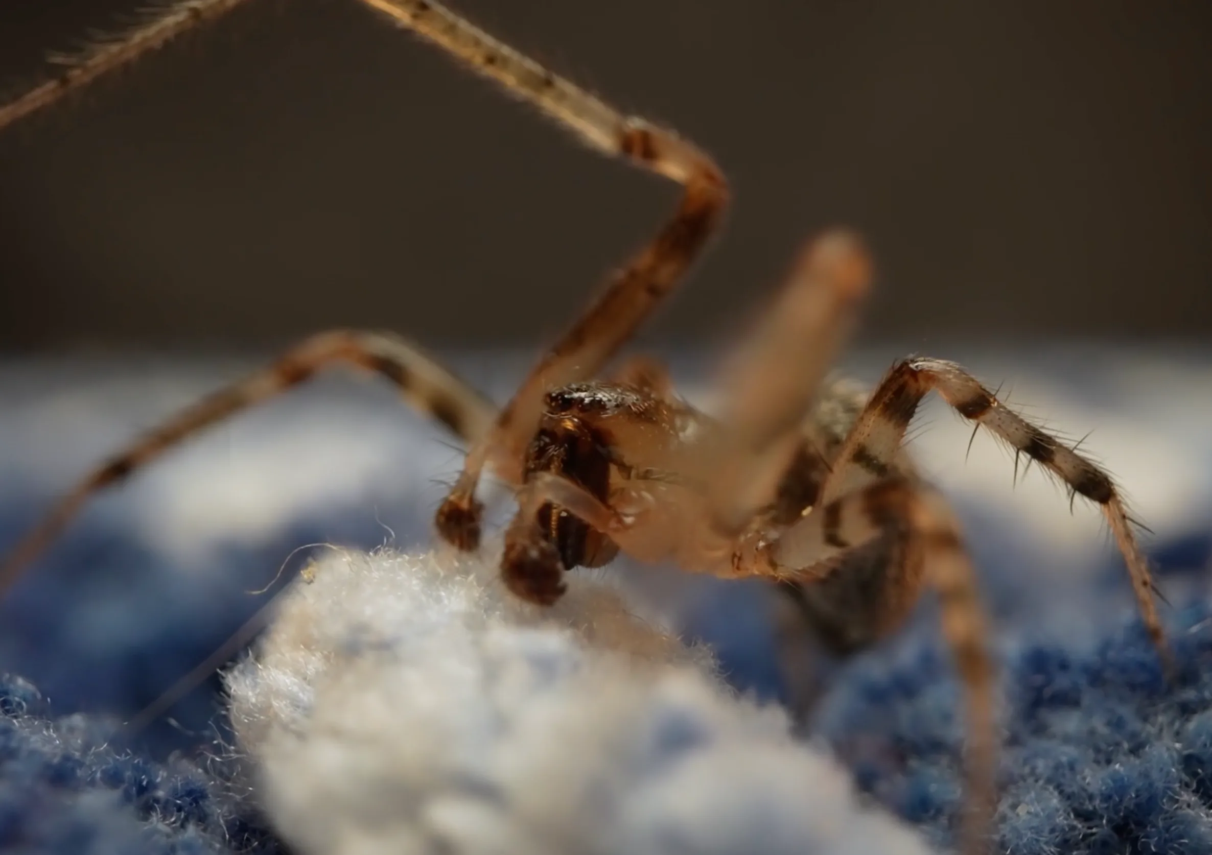 spider