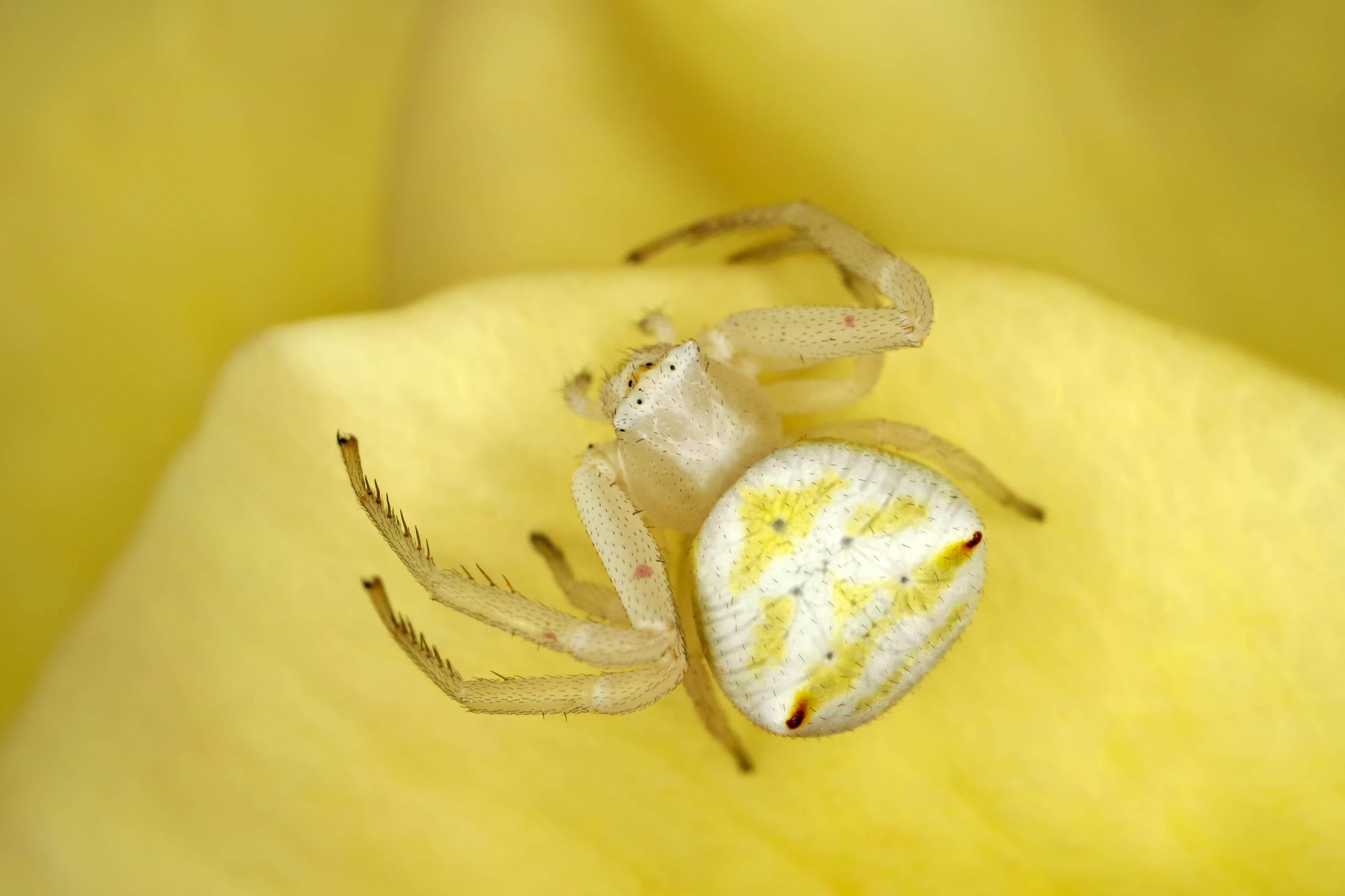 Crab spider on a flower with front legs held out wide — Pacific Northwest ambush hunter