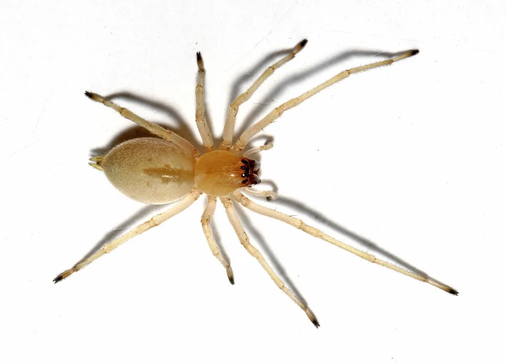 Long-legged sac spider close-up — pale yellow spider common in Pacific Northwest homes