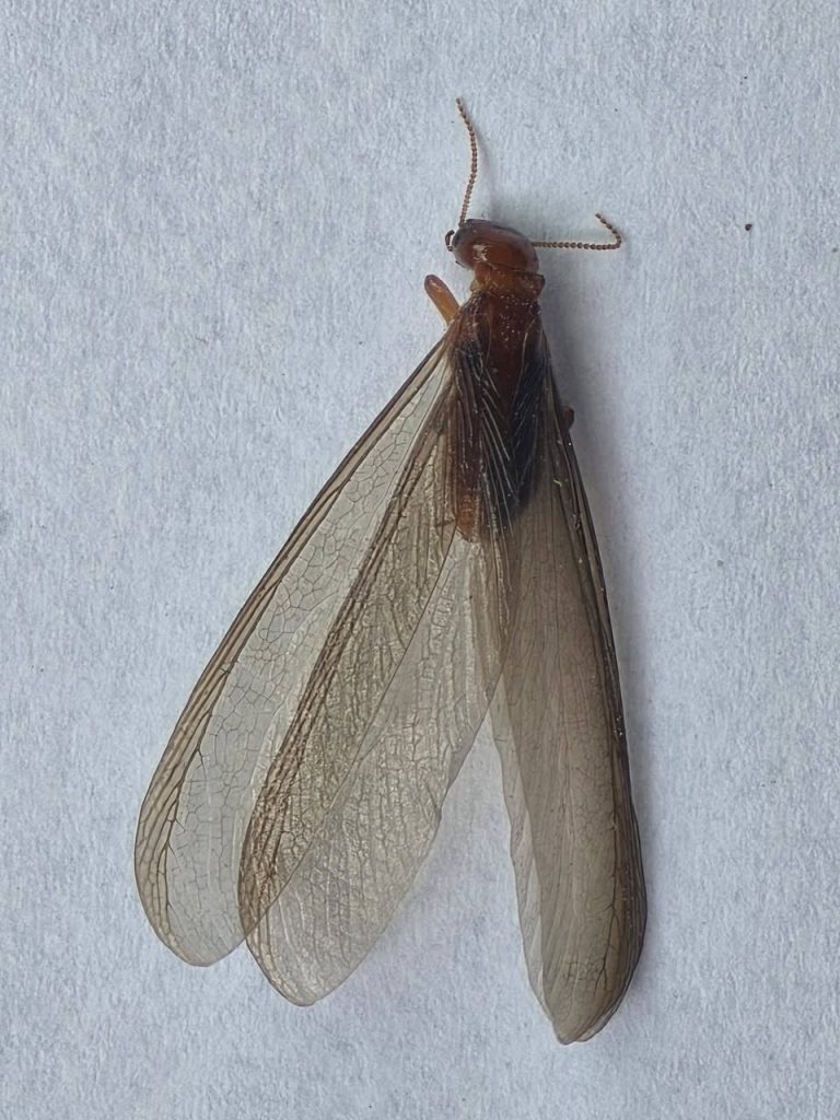 Winged Pacific dampwood termite with a reddish-brown body and long, veined wings that extend well past its abdomen