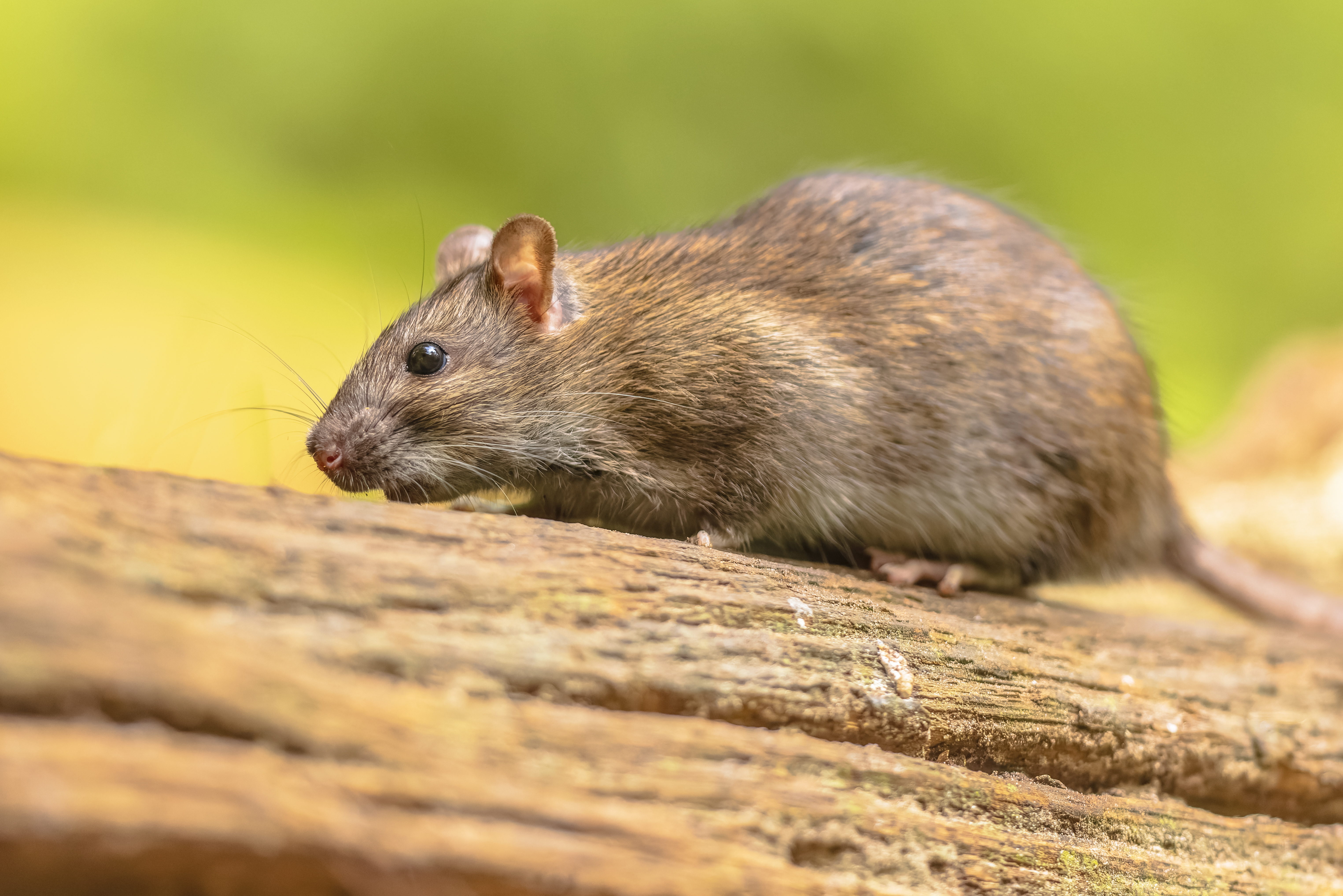 Norway rat in grass on river bank in the PNW