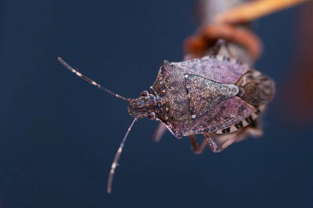 Brown marmorated stink bug on a twig, showing the white bands on its antennae and the banded edge of its abdomen