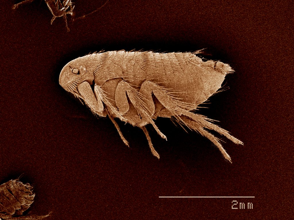 Flea seen through a scanning electron microscope, showing its body flattened side to side and long jumping hind legs