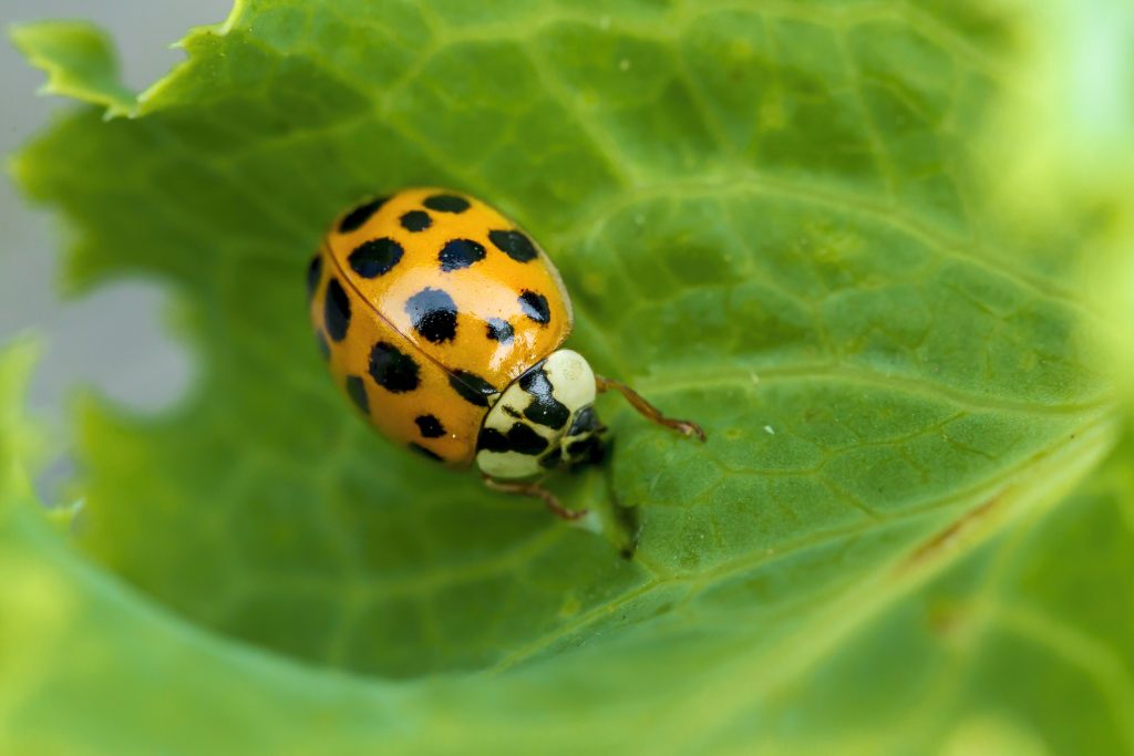 Orange multicolored Asian lady beetle with many black spots on a green leaf, showing the black M mark on the white area behind its head