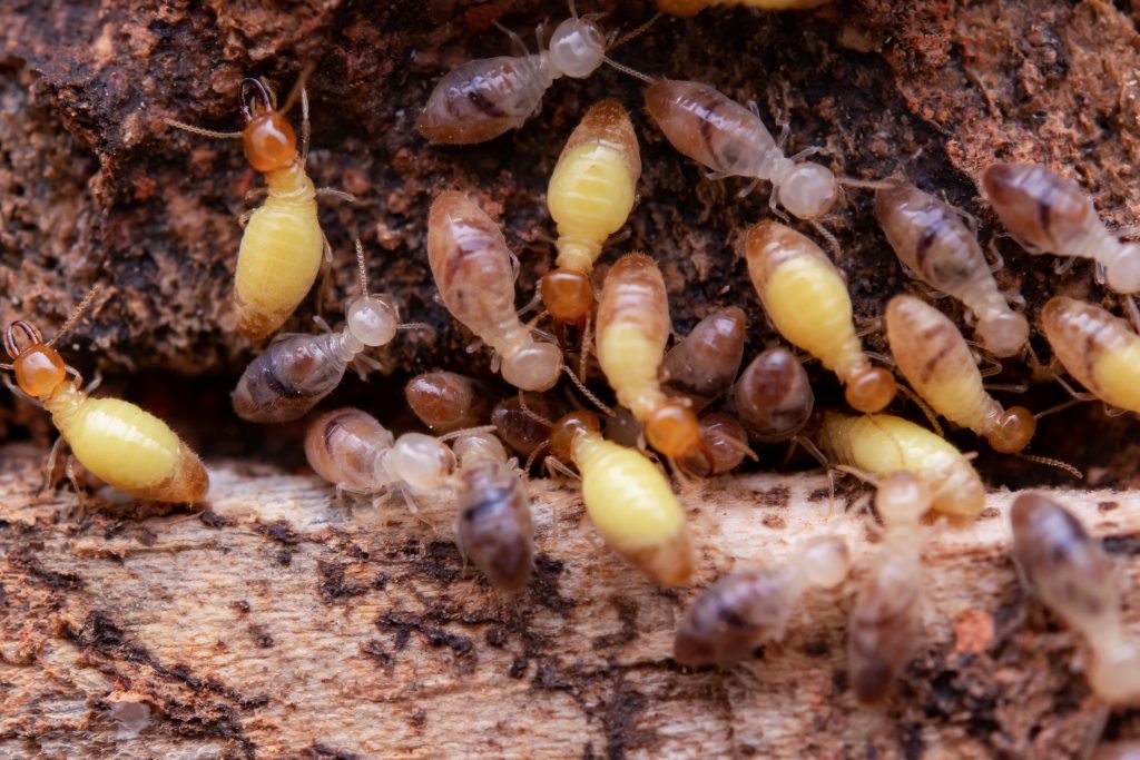 Termite workers and winged swarmers on a piece of wood